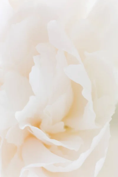 Beyaz Şakayık bir tomurcuğu makroyu kapatın. Beyaz pastel çiçek arka plan