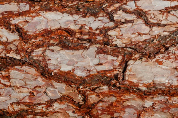 Bakgrund med bark träd textur. — Stockfoto