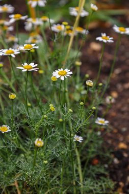 Matricria chamomlla. Öğleden sonra çiçek açan daisy. Bitkiler bitkisel ilaçlar için.