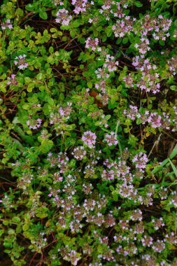 Güne göre çiçek açan kekik. Bitkiler bitkisel ilaçlar için