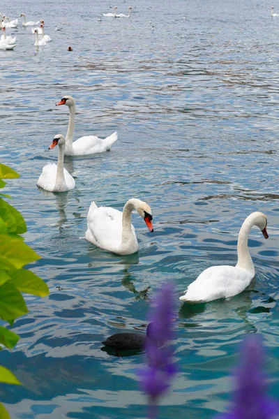 Temiz temiz su ile bir göl üzerinde beyaz kuğu. İsviçre doğası