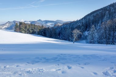 Kış manzara mavi renklendirme ile çam ağaçları ve kar. İsviçre dağlarında kış.
