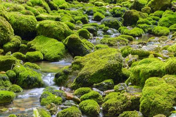 Yaz aylarında nehir dağ. Peyzaj taş olan nehrin.