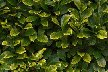 yeşil bitkiler. arka plan yaprakları. dekoratif üzümler