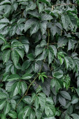 yeşil metin arka plan. Dekoratif üzüm yaprakları.