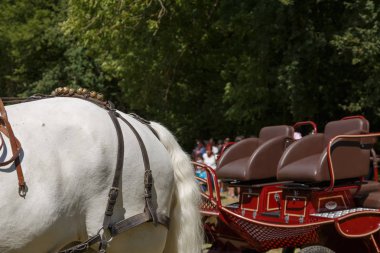 Yaz aylarında emniyet kemeri geri at