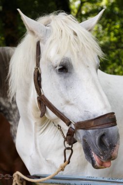 Renkli resmi bir evde beslenen hayvan at.