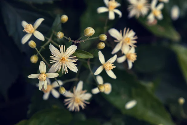 Pequeñas flores blancas sobre un fondo de hojas verdes. instantánea de flores con tintura —  Fotos de Stock
