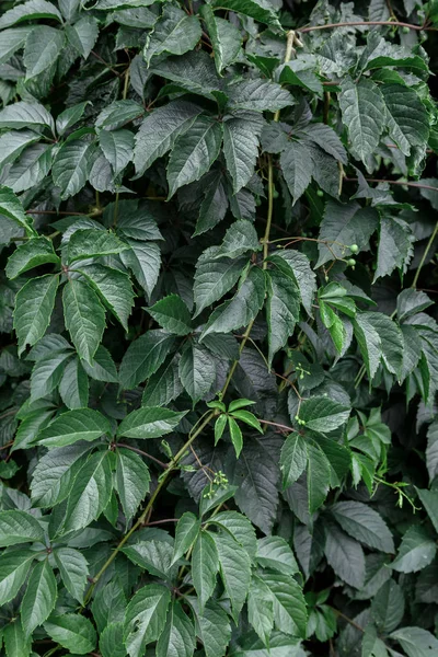 yeşil metin arka plan. Dekoratif üzüm yaprakları.