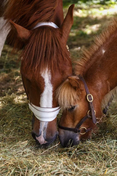 Barevný obrázek koně, zvířata. — Stock fotografie