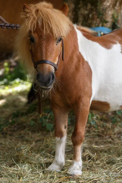 Image couleur d'un cheval de compagnie . — Photo