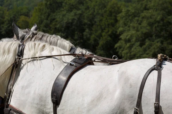 Zadní část koně v postroji v létě — Stock fotografie