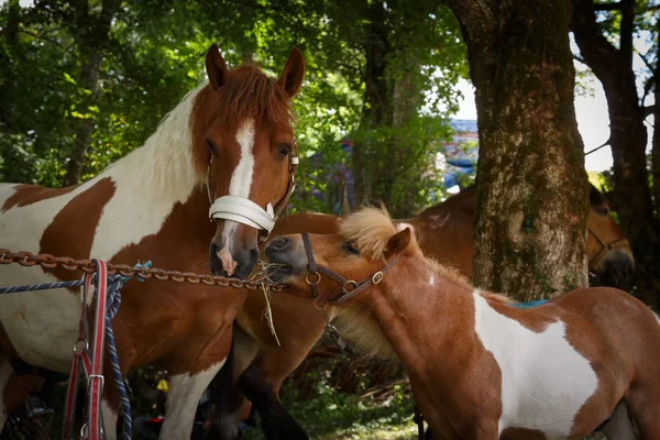 Barevný obrázek koně, zvířata. — Stock fotografie
