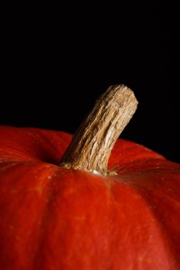 güzel parlak turuncu siyah bir arka plan üzerinde kabak. bir sebze canlı fotoğraf