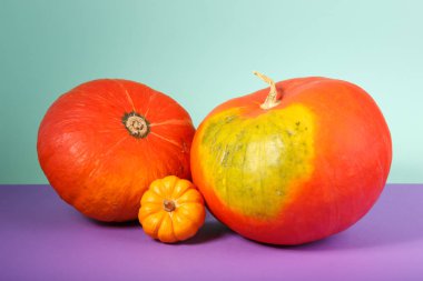 seçici odak ile turuncu kabak sebze