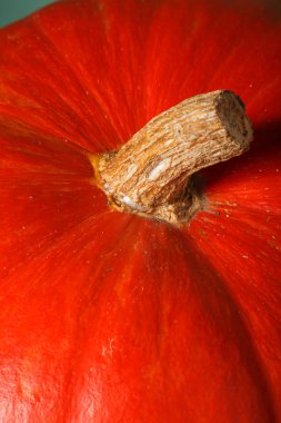 seçici odak ile turuncu kabak sebze