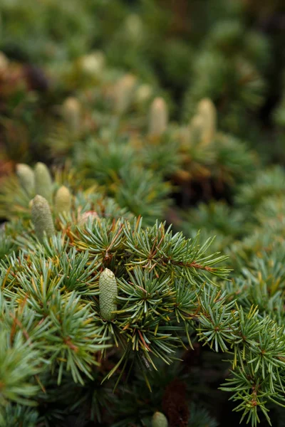 Coniferous tree with young cones — Stock Photo, Image