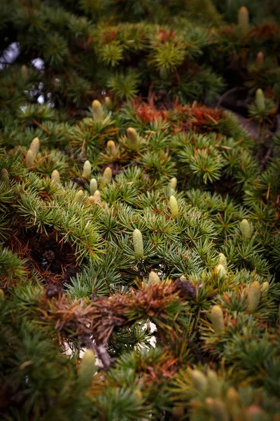 Árvore conífera com cones jovens — Fotografia de Stock