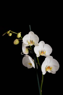 Siyah bir zemin üzerine süs çiçek orkide.