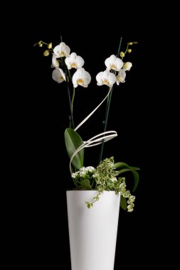 Siyah bir zemin üzerine süs çiçek orkide.