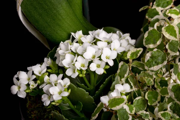 Houseplant Białych Kwiatów Zielonych Liści Ciemnym Tle — Zdjęcie stockowe