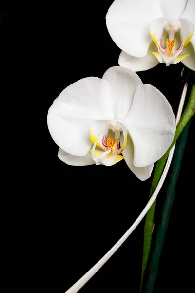 Orchidea Ozdobne Kwiat Czarnym Tle — Zdjęcie stockowe