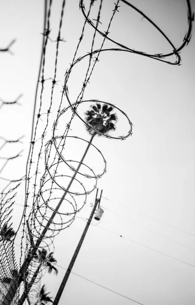 From the ground looking up at barbed wire and razor wire along a chain link fence with a palm tree framed by the circles of razor wire in monochrome