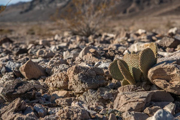 Кактус Beavertail Растет Скалистом Ландшафте Пустыне Мохаве Размытым Пустынным Фоном — стоковое фото