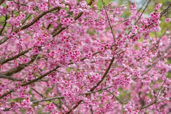 Pink Cherry Blossoms Bloom Spring — Fotografia de Stock