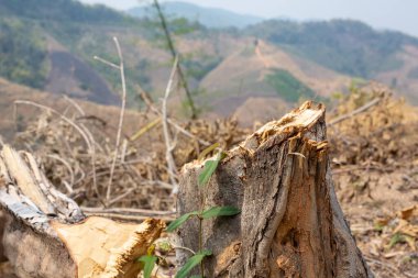 Ağaçlar kuraklık ve orman yangınları yüzünden kesildi..