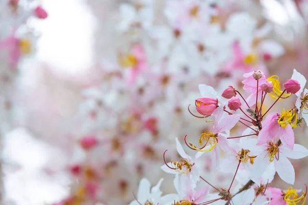 Piękne Kalapruek Kwiaty Kwitnące Ogrodzie — Zdjęcie stockowe