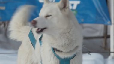 Güçlü. Heyecanlı beyaz bir köpek yarıştan önce havlıyor. Sibirya.