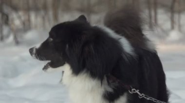 Yarıştan önce takım havlamasına koşan bir Husky. Berdsk, Rusya, Ocak / 12 / 2020, yıllık köpek kızağı yarışı. Sibirya.