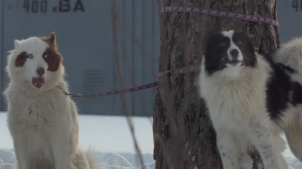 Husky Cães Excitados São Amarrados Uma Árvore Ladram Antes Corrida — Vídeo de Stock