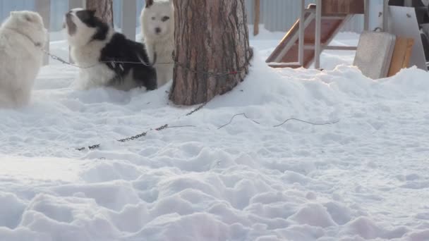 Husky Ego Związane Podekscytowane Psy Szczekają Biegają Drzewie Przed Wyścigiem — Wideo stockowe