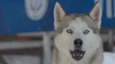 Yarıştan önce takım havlamasına koşan bir Husky. Berdsk, Rusya, Ocak / 12 / 2020, yıllık köpek kızağı yarışı. Sibirya.