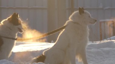 Husky yarıştan önce havlıyor, soğuktan ağzından buhar çıkıyor. Arka ışıklandırma. Sibirya 'da. kaybet.