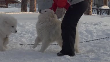 Bir sürücü yarıştan önce köpeklerini okşar. Güçlü. Berdsk, Rusya, Ocak / 12 / 2020, yıllık köpek kızağı yarışı. Sibirya.