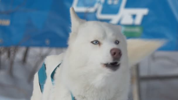 レース前にチーム バークに利用されたハスキー Berdsk ロシア 2020年1月12日 犬ぞりレース シベリア — ストック動画