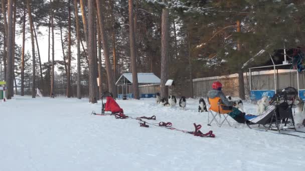 Husky Team Member Sits Chair Sled Watches Team Dogs Barks — Stock Video