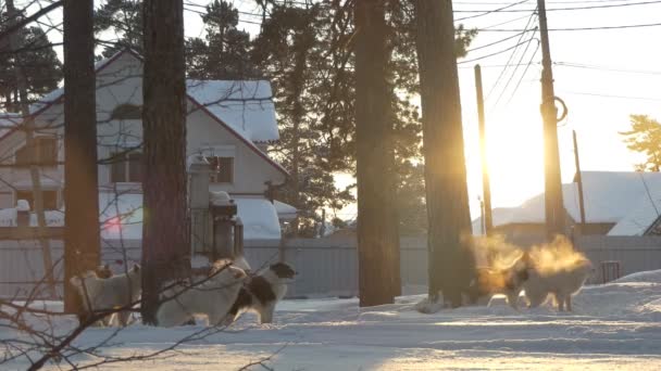 赛前哈士奇叫着 一股蒸汽从她的嘴里从寒冷中冒了出来 狗的雪橇在树边 西伯利亚 — 图库视频影像