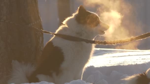 Husky Barks Race Steam Coming Out Her Mouth Cold Back — Stock Video