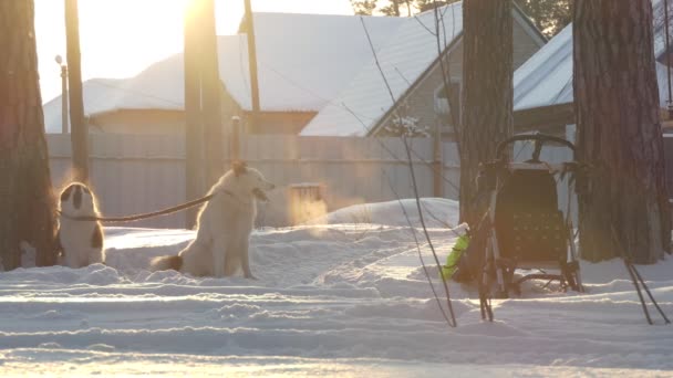 Husky Yarıştan Önce Havlıyor Soğuktan Ağzından Buhar Çıkıyor Köpekler Için — Stok video