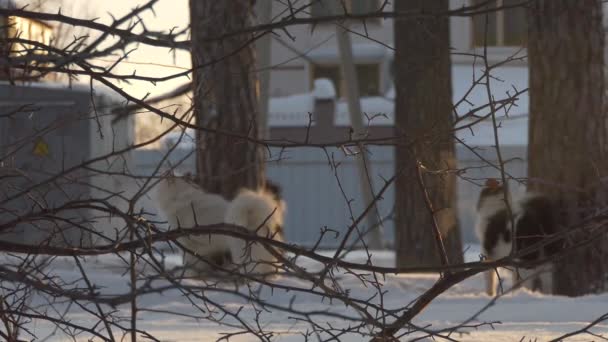 ハスキー レース前に犬が結ばれている木の枝 シベリアだ 枠の中のぼけ — ストック動画