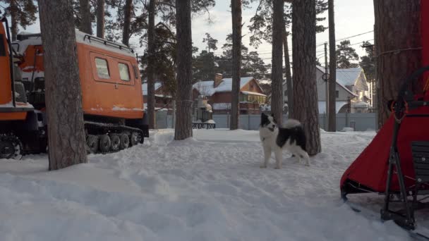 Husky Przywiązany Drzewa Przed Wyścigiem Pobliżu Pojazdu Terenowego Sanki Syberia — Wideo stockowe