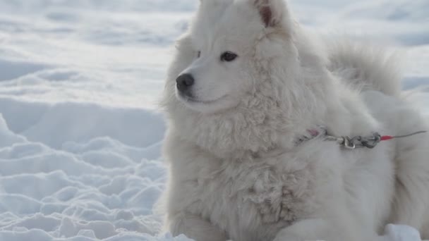 Husky Upphetsad Vit Hund Skäller Innan Loppet Sibirien — Stockvideo