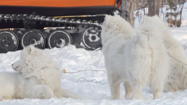 Huskies Pobliżu Pojazdu Terenowego Czeka Start Wyścigu Berdsk Syberia Rosja — Wideo stockowe