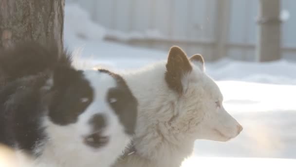 Husky Ego Podekscytowane Psy Przywiązane Drzewa Kory Przed Wyścigiem Syberia — Wideo stockowe
