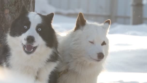 Husky Aufgeregte Hunde Werden Vor Dem Rennen Einen Baum Gebunden — Stockvideo