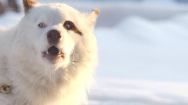 Güçlü. Heyecanlı beyaz bir köpek yarıştan önce havlıyor. Sibirya.